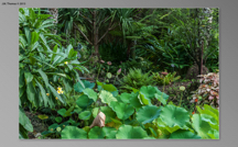 Botanical Gardens 2015 07 SS-08.jpg